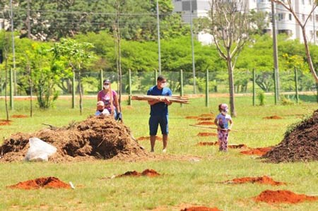 Brasília terá corredor ecológico para ajudar a preservar abelhas